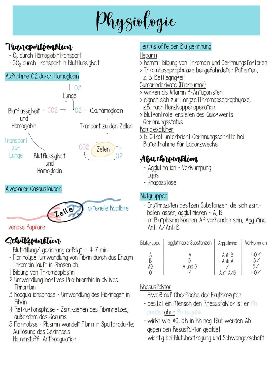 - liegt 2/3 links, 1/3 rechts im vorderen unteren
Mediastinum (Mittelfeldraum)
- Herzachse von hinten oben rechts nach vorne
unten links
- H