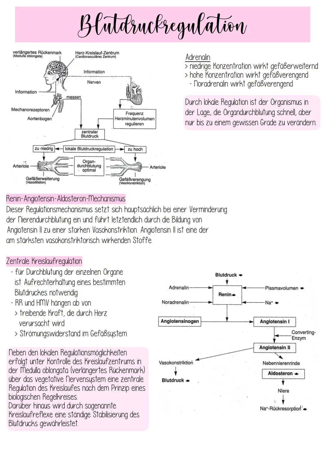 - liegt 2/3 links, 1/3 rechts im vorderen unteren
Mediastinum (Mittelfeldraum)
- Herzachse von hinten oben rechts nach vorne
unten links
- H