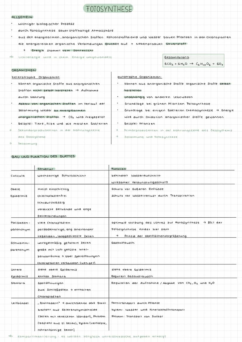 Fotosynthese ALLGEMEIN
wichtiger biologischer Prozess
durch Fotosynthese sauerstoffhaltige Atmosphäre
aus den energiearmen, anorganischen St