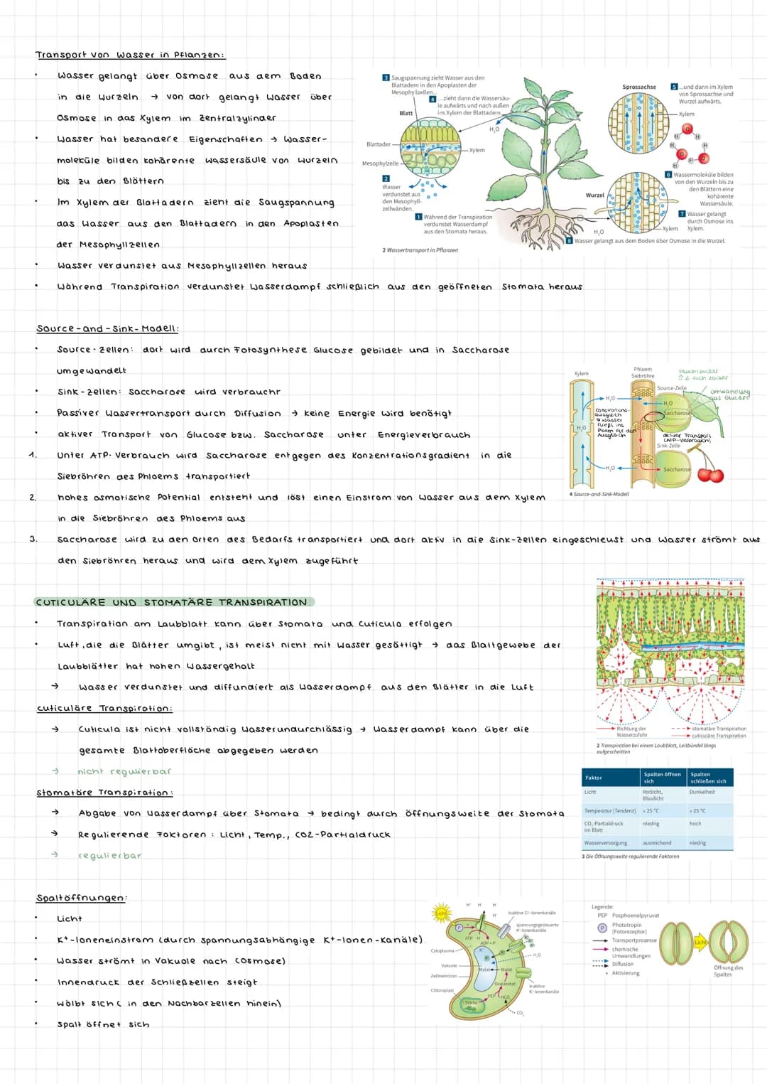Fotosynthese ALLGEMEIN
wichtiger biologischer Prozess
durch Fotosynthese sauerstoffhaltige Atmosphäre
aus den energiearmen, anorganischen St