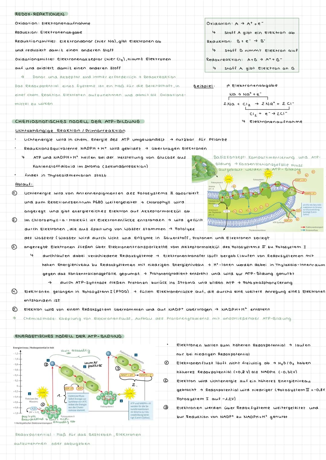 Fotosynthese ALLGEMEIN
wichtiger biologischer Prozess
durch Fotosynthese sauerstoffhaltige Atmosphäre
aus den energiearmen, anorganischen St