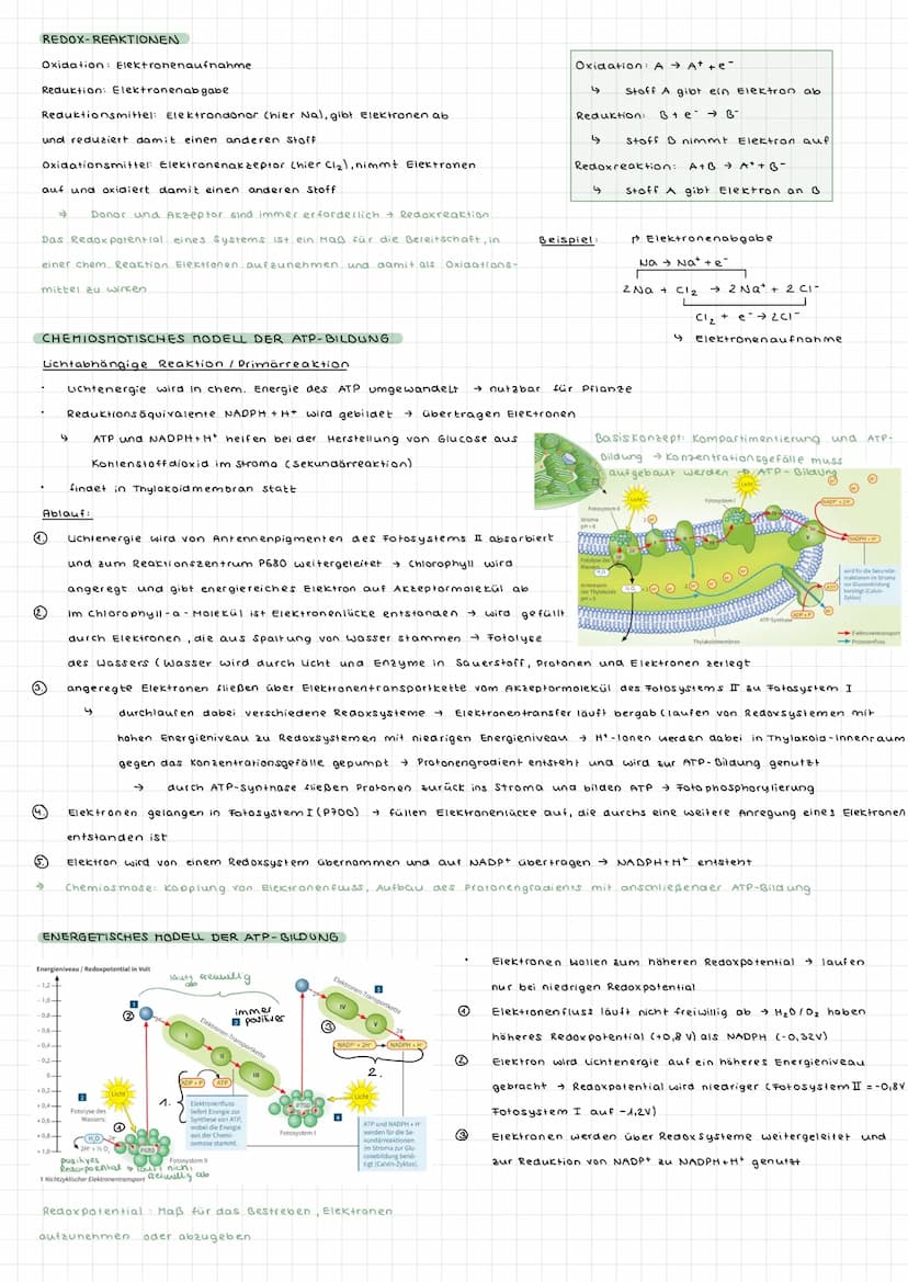 Fotosynthese ALLGEMEIN
wichtiger biologischer Prozess
durch Fotosynthese sauerstoffhaltige Atmosphäre
aus den energiearmen, anorganischen St