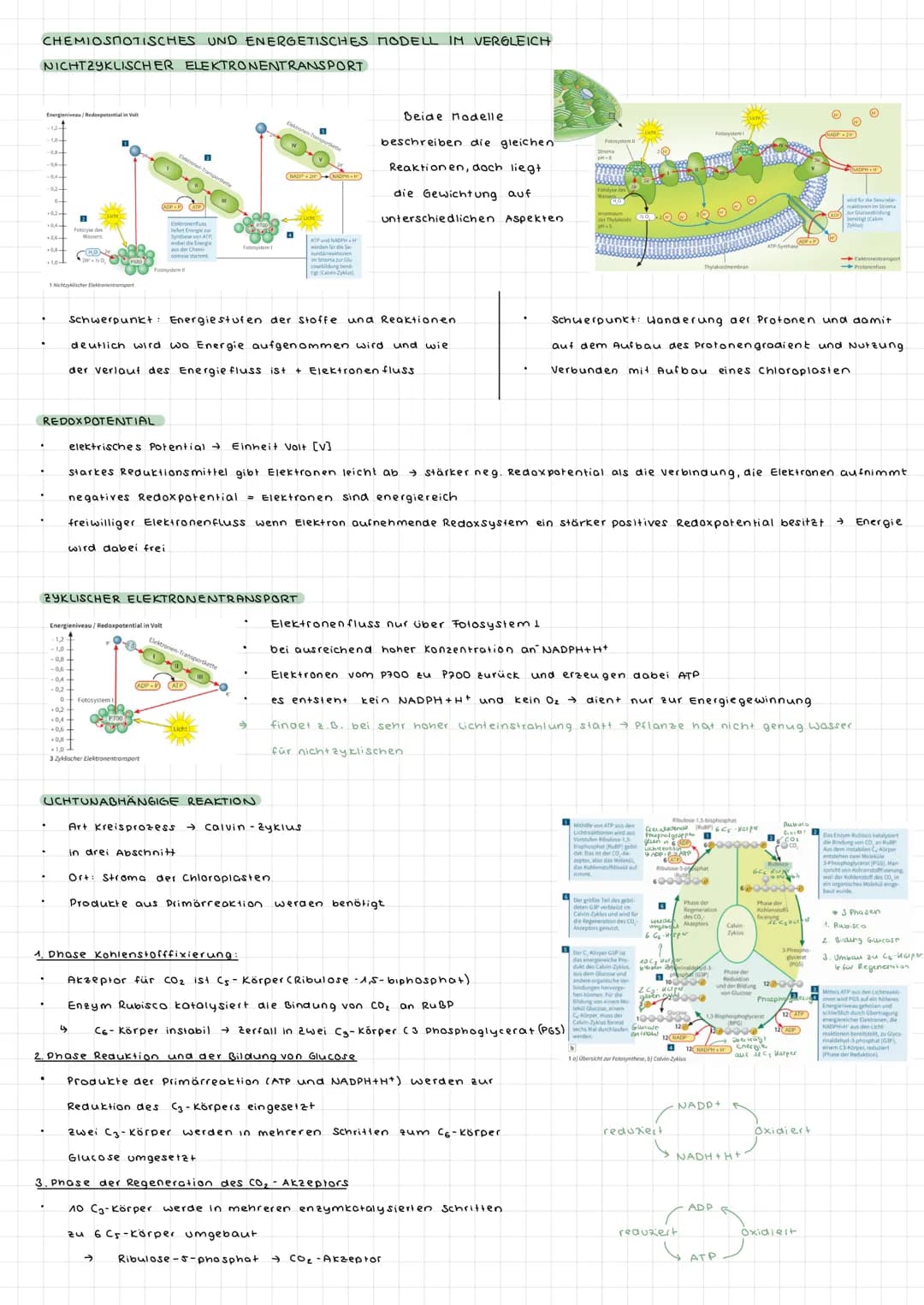 Fotosynthese ALLGEMEIN
wichtiger biologischer Prozess
durch Fotosynthese sauerstoffhaltige Atmosphäre
aus den energiearmen, anorganischen St