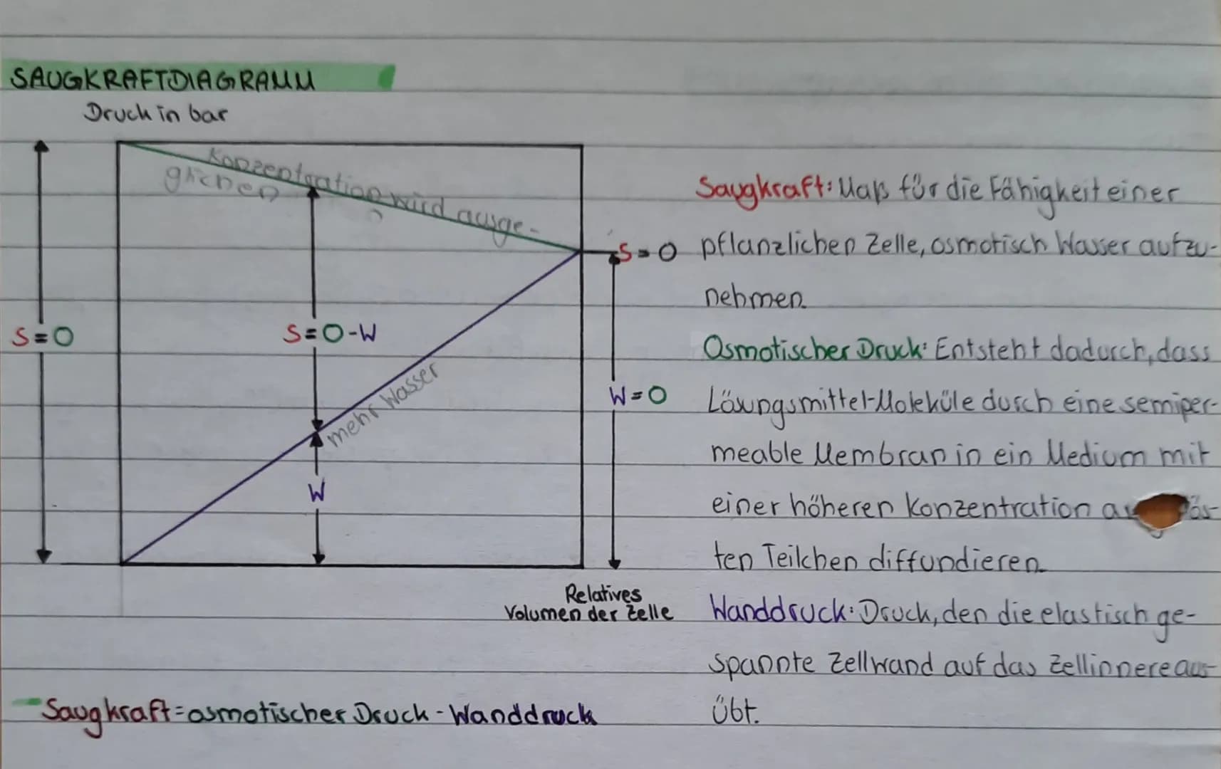 
<h2 id="plasmolyse">Plasmolyse</h2>
<p>Bei pflanzlichen Zellen in hypertonischen Lösungen (z.B. Natriumchlorid-Lösungen) zieht sich das Cyt