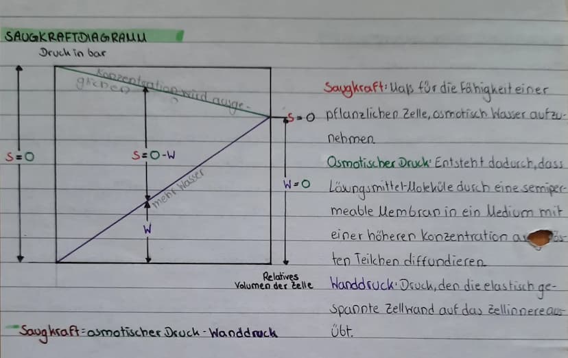 
<h2 id="plasmolyse">Plasmolyse</h2>
<p>Bei pflanzlichen Zellen in hypertonischen Lösungen (z.B. Natriumchlorid-Lösungen) zieht sich das Cyt