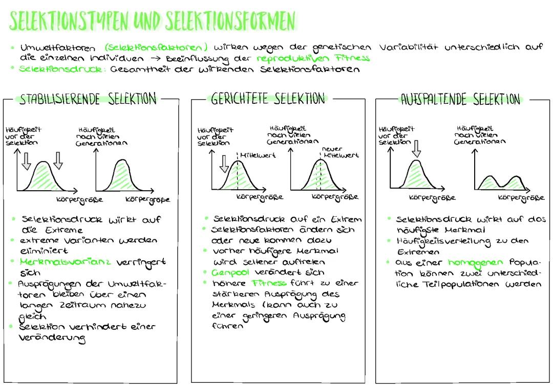 Stabilisierende, Gerichtete und Transformierende Selektion - Beispiele und Definitionen für Kinder