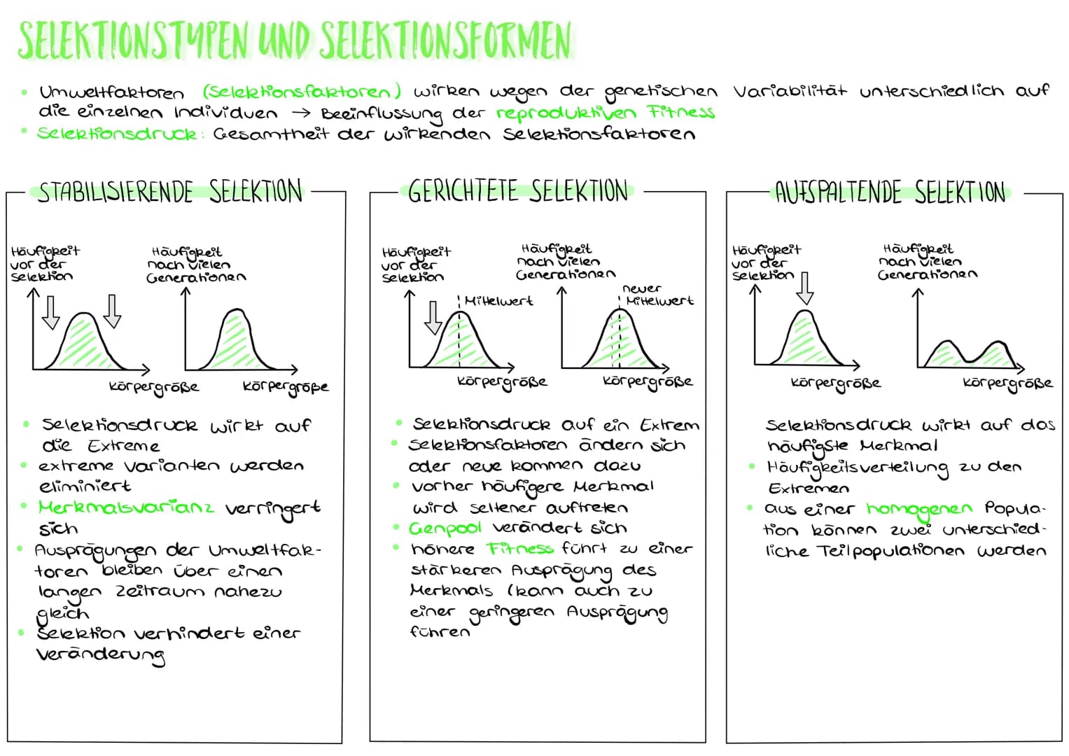 SELEKTIONSTYPEN UND SELEKTIONSFORMEN
• Umweltfaktoren (Selektionsfaktoren) wirken wegen der genetischen Variabilität unterschiedlich auf
die
