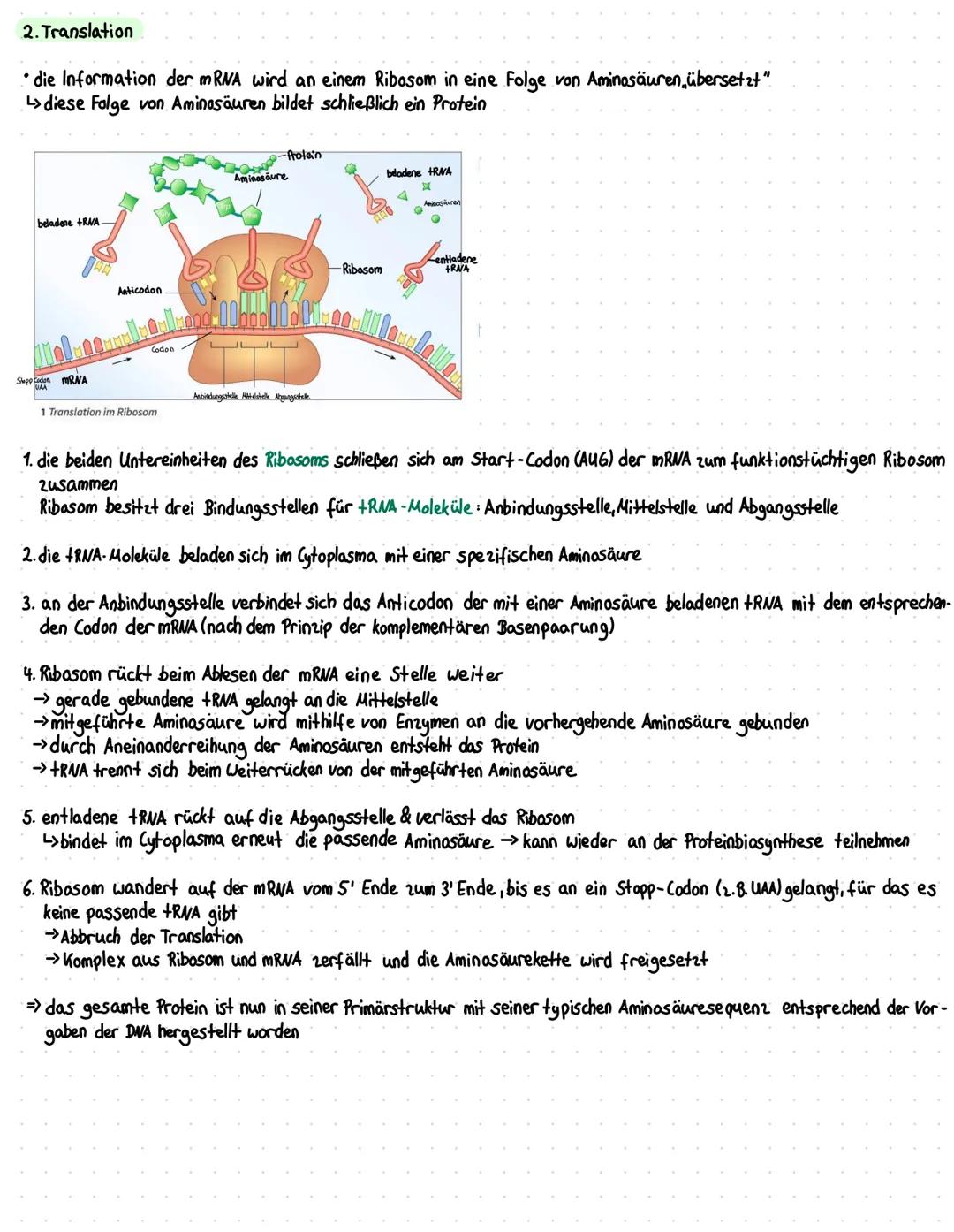 Transkription
3'
منممو
سمه
DNA
1. Transkription
•DNA-Abschnitt der ein Gen codiert wird in die messenger-RNA (mRNA) umgeschrieben
Codogen RN