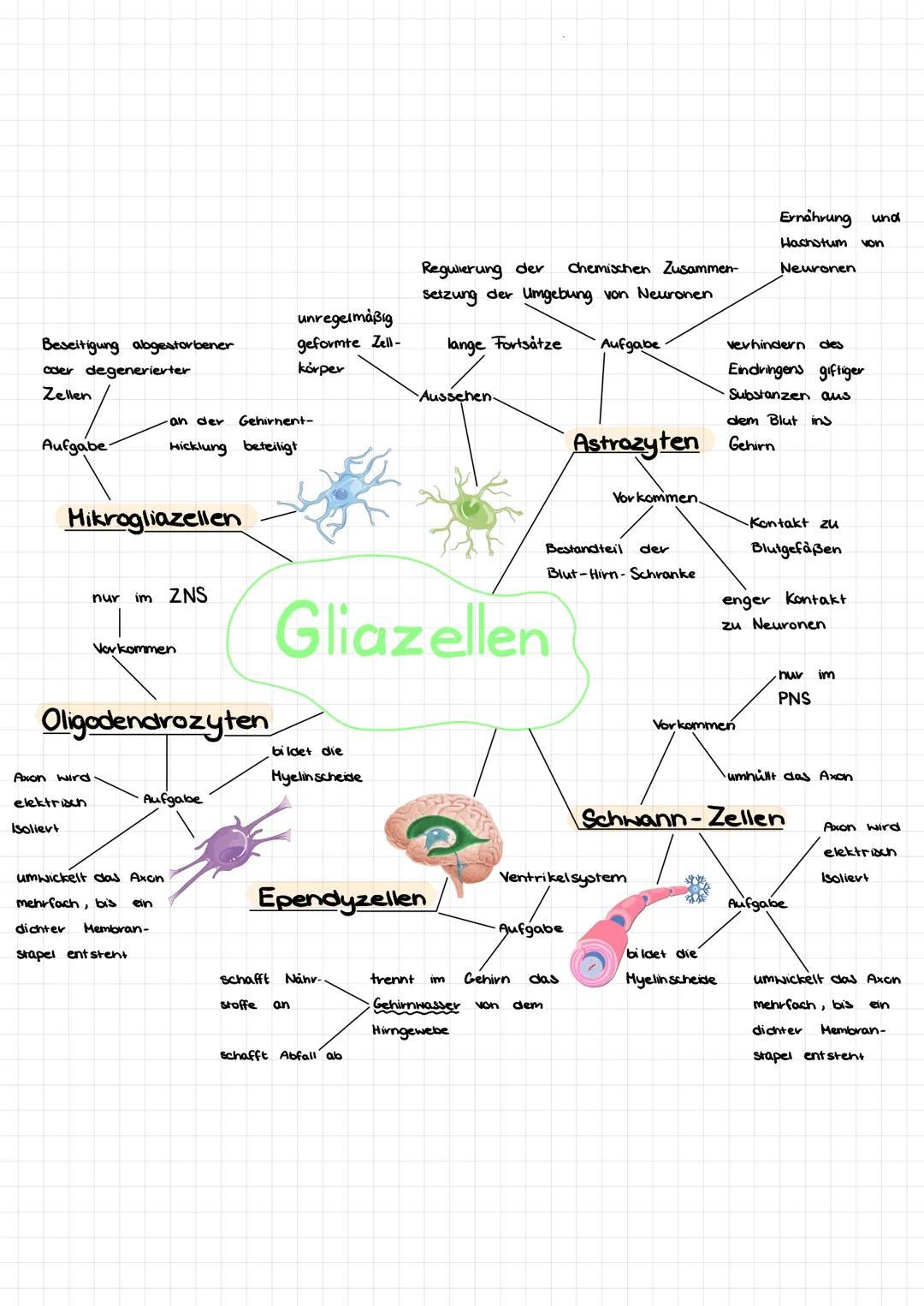 Beseitigung abgestorbener
oder degenerierter
Zellen
Aufgabe
Hikrogliazellen
Axon wird
nur
elektrisch
Isoliert
an der Gehirnent-
wicklung bet