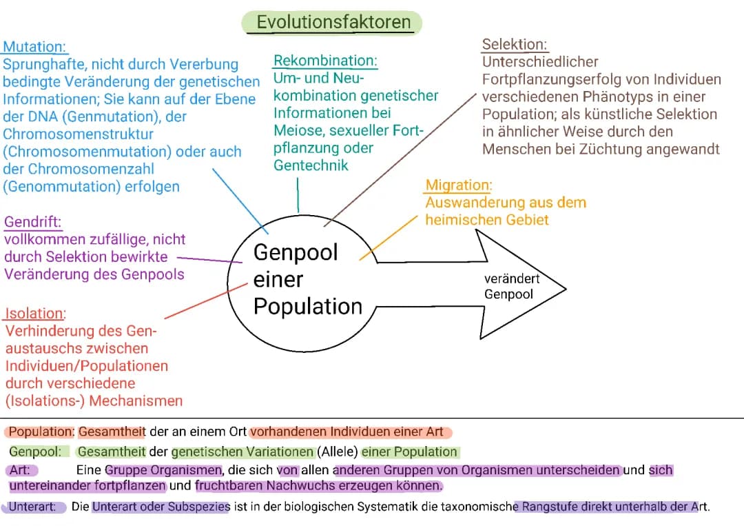 Evolutionsfaktoren einfach erklärt: Definition, Beispiele und mehr!