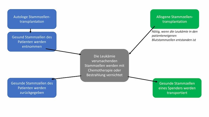 Leukämie
Biologie / Klasse / Name / Datum ●
Symptome
• Diagnostik
Therapie
Allgemein
Wen betrifft es?
●
Gliederung
Autologe Stammzelltherapi