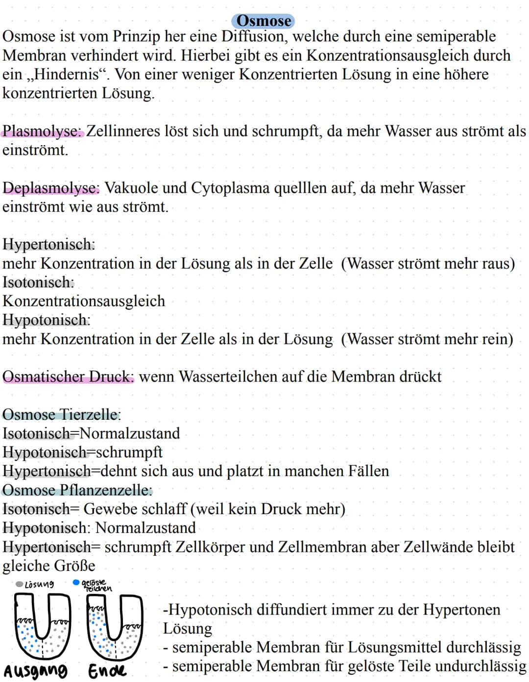 Biologie Lerzettel
Lysosome
Pflanzenzelle vs Tierzelle
Pflanzenzelle
Zellkern
Ribosome
Zellmembran
Cytoplasma
Cytoskelett
Mitochondrien
Vers