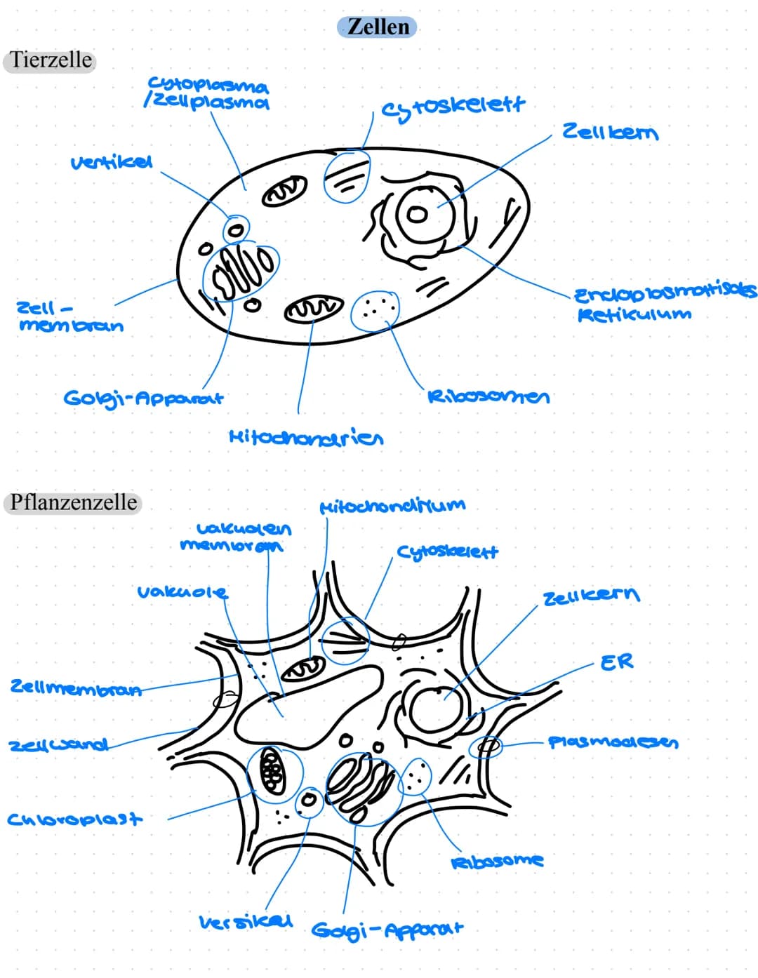 Biologie Lerzettel
Lysosome
Pflanzenzelle vs Tierzelle
Pflanzenzelle
Zellkern
Ribosome
Zellmembran
Cytoplasma
Cytoskelett
Mitochondrien
Vers