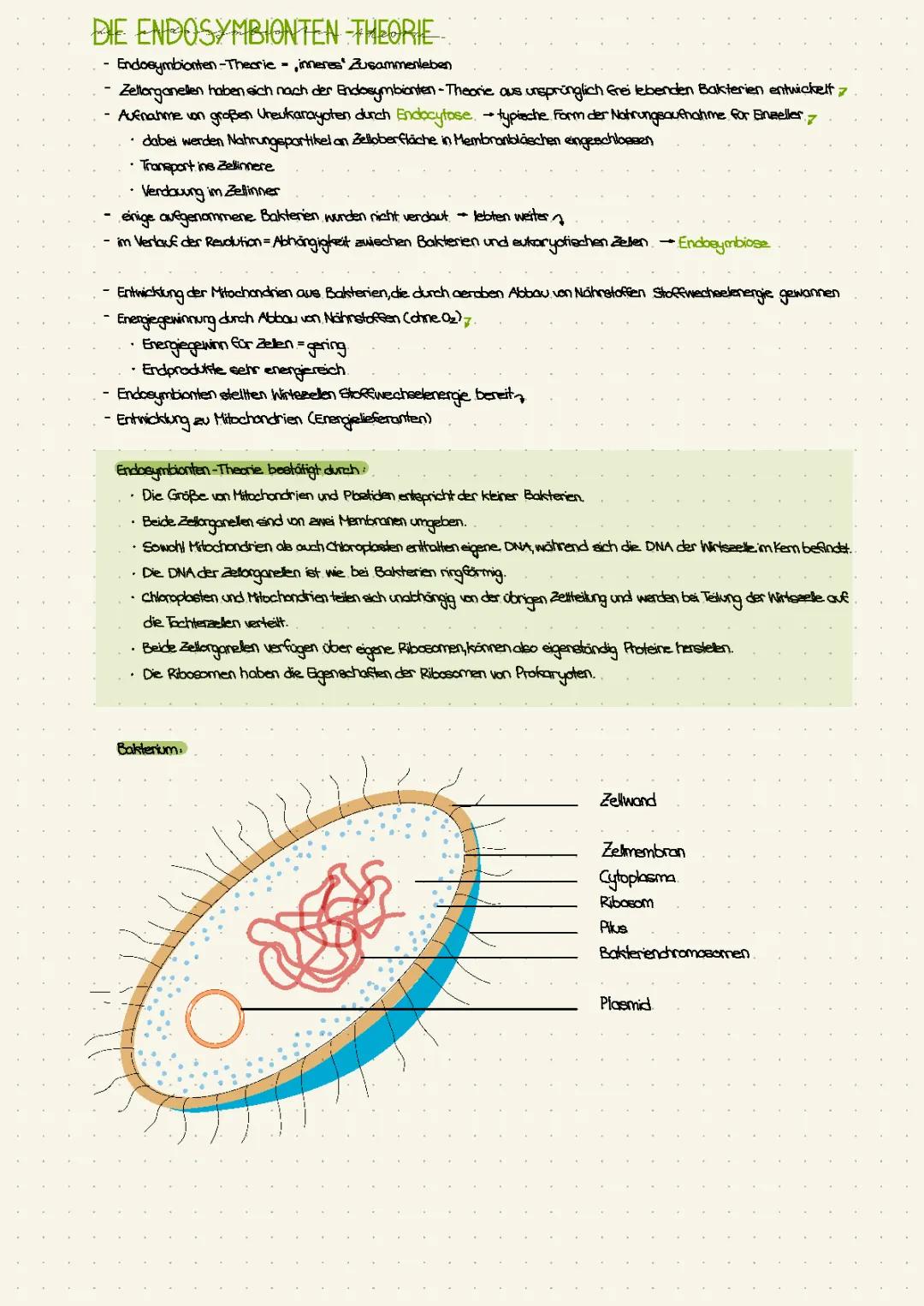 Die Endosymbiontentheorie: Erklärung und Bestätigung