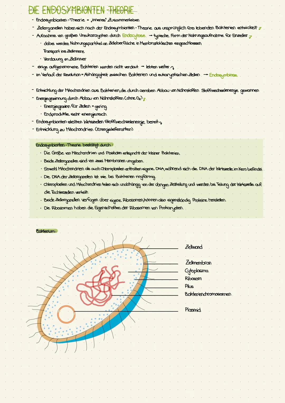 DIE ENDOSYMBIONTEN-THEORIE
Endosymbionten-Theorie inneres Zusammenleben
Zellorganellen haben sich nach der Endosymbionten-Theorie aus ursprü
