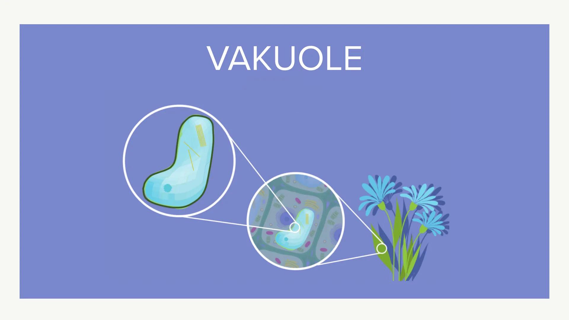 VAKUOLE UND ZELLWÄNDE
TETH
Ein Kurzvortrag ●
VAKUOLE
Bildung & Funktion
Aufbau
●
INHALTSVERZEICHNIS
●
ZELLWÄNDE
Bildung, Funktion & Arten
Au