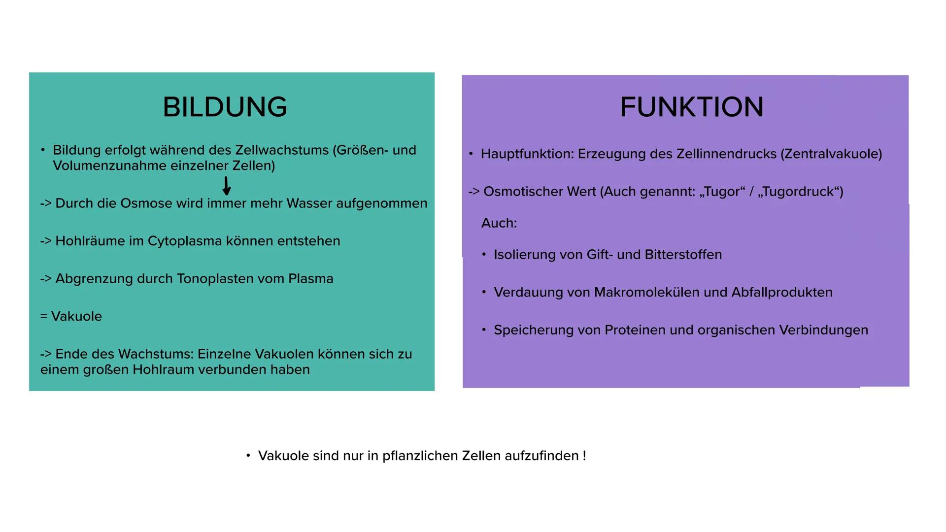 VAKUOLE UND ZELLWÄNDE
TETH
Ein Kurzvortrag ●
VAKUOLE
Bildung & Funktion
Aufbau
●
INHALTSVERZEICHNIS
●
ZELLWÄNDE
Bildung, Funktion & Arten
Au