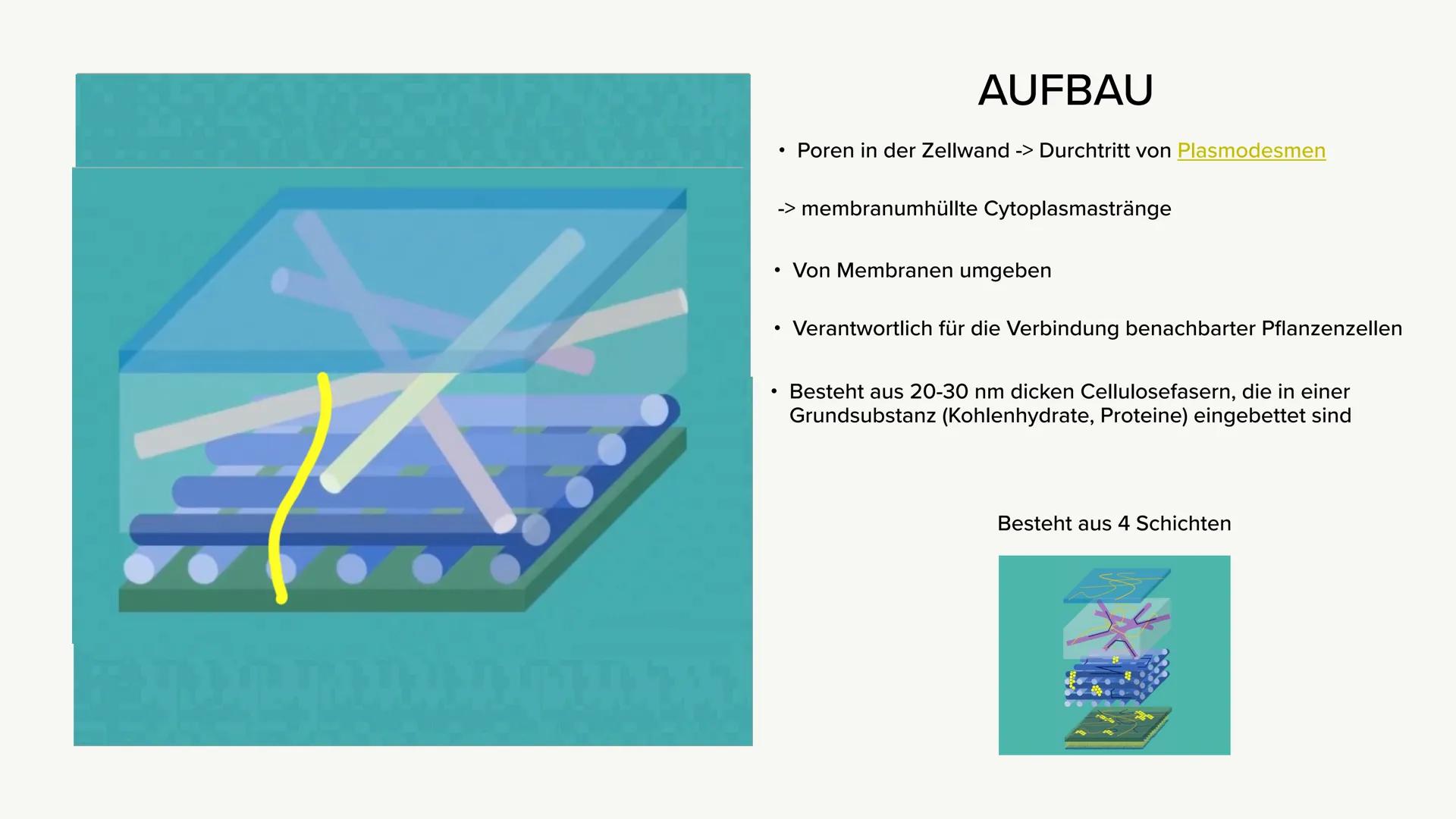 VAKUOLE UND ZELLWÄNDE
TETH
Ein Kurzvortrag ●
VAKUOLE
Bildung & Funktion
Aufbau
●
INHALTSVERZEICHNIS
●
ZELLWÄNDE
Bildung, Funktion & Arten
Au