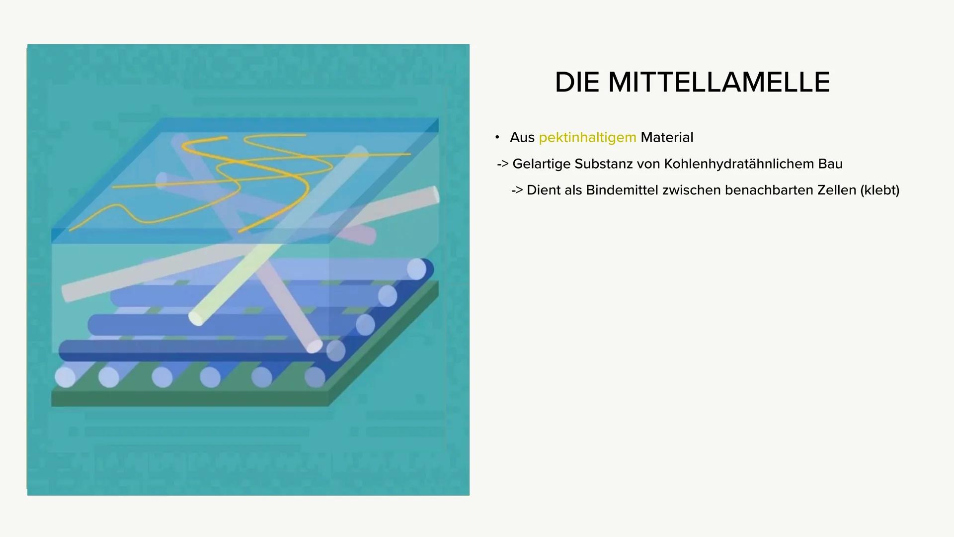 VAKUOLE UND ZELLWÄNDE
TETH
Ein Kurzvortrag ●
VAKUOLE
Bildung & Funktion
Aufbau
●
INHALTSVERZEICHNIS
●
ZELLWÄNDE
Bildung, Funktion & Arten
Au