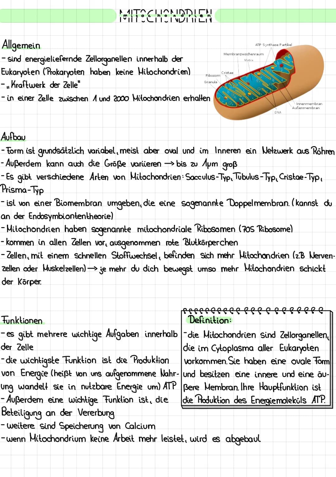 MITOCHONDRIEN
Allgemein
- sind energieliefernde Zellorganellen innerhalb der
Eukaryoten (Prokaryoten haben keine Mitochondrien)
- Kraftwerk 