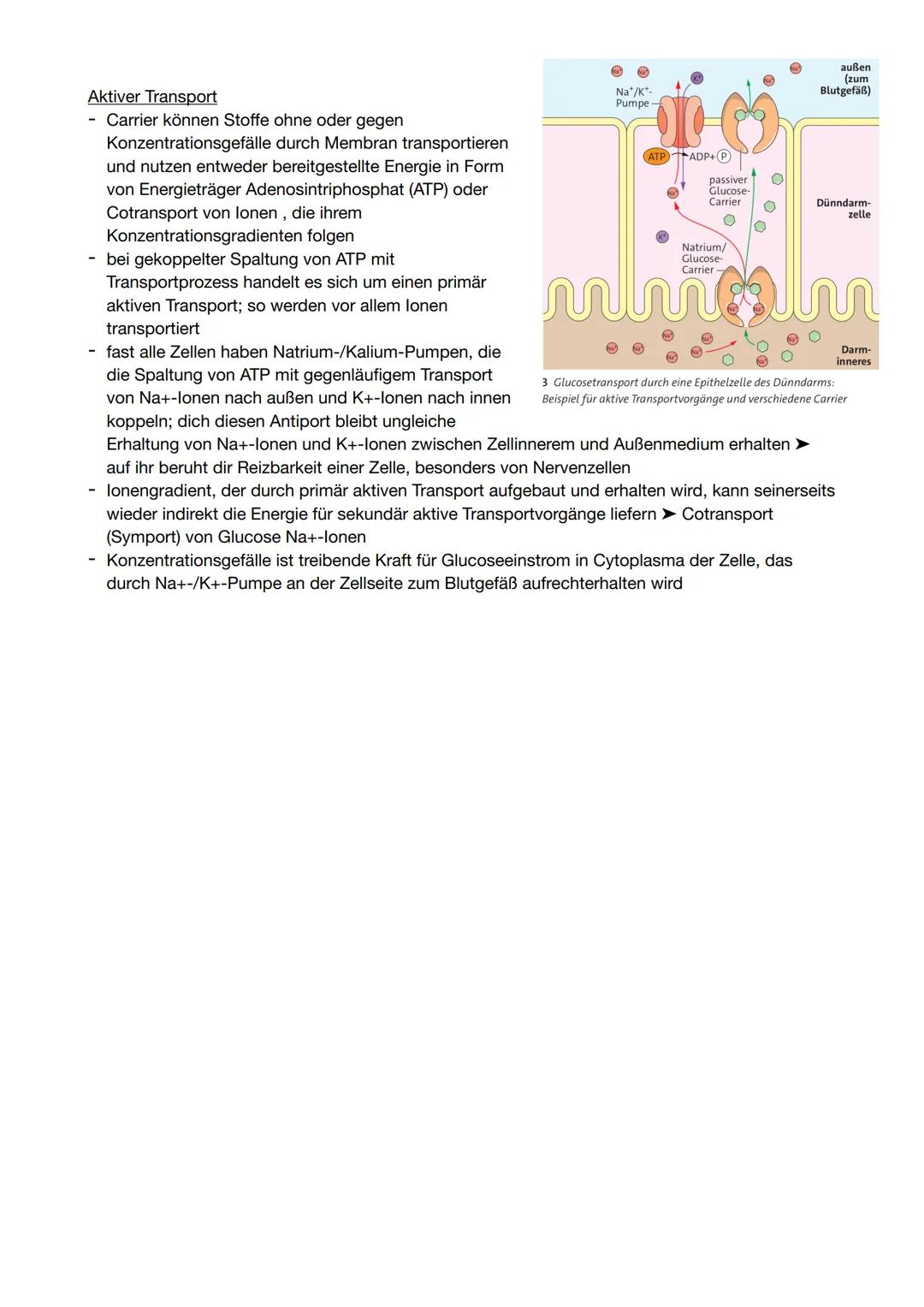 Stotransport: Kanal- und Carriertransport bewegt sich von selbst
hohe Konzentration
Konzen-
trations-
gradient
einfache
Diffusion
über
Kanal