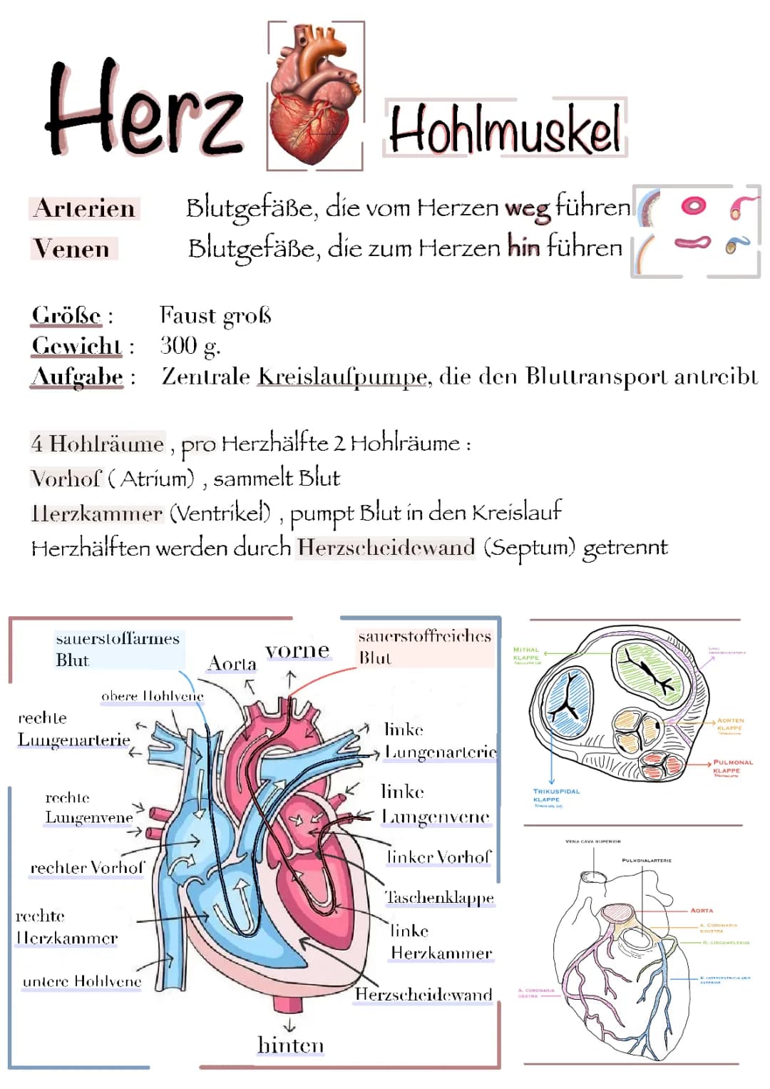 Das Herz 