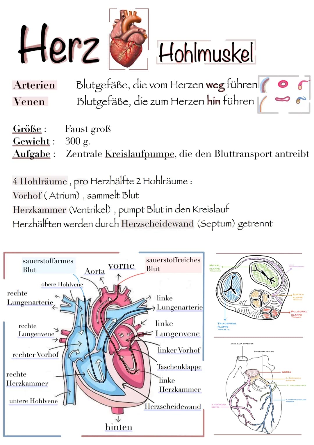 Herz
Hohlmuskel
Arterien Blutgefäße, die vom Herzen weg führen
Blutgefäße, die zum Herzen hin führen
Venen
Größe:
Gewicht: 300 g.
Aufgabe: Z