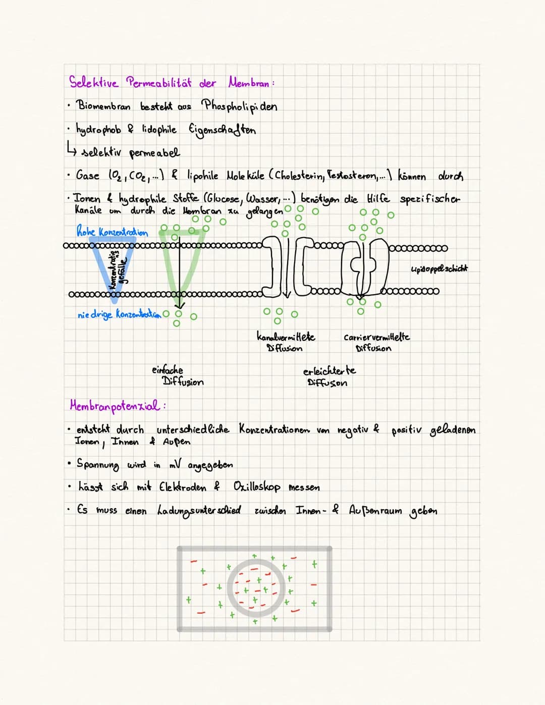 biologie Kursa rbeit
Fachbegriffe:
Reie physiologie Teilgebiet der Biologie, beschäftigt sich mit der Funktionsweise
des Nervensystems von T