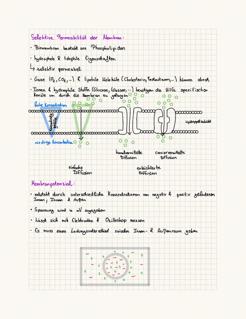 biologie Kursa rbeit
Fachbegriffe:
Reie physiologie Teilgebiet der Biologie, beschäftigt sich mit der Funktionsweise
des Nervensystems von T