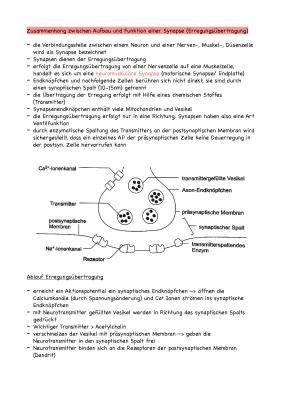 Know Übertragung der Erregung an der synapse  thumbnail