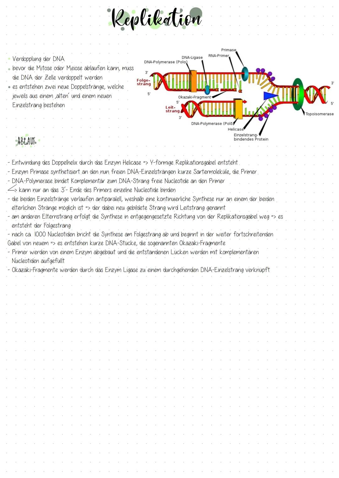 Replikation
• Verdopplung der DNA
bevor die Mitose oder Meiose ablaufen kann, muss
die DNA der Zelle verdoppelt werden
• es entstehen zwei n