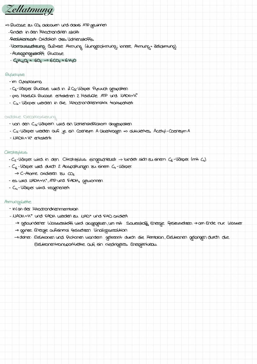 Nahrungsbeziehungen
Lebewesen eines Okosystems lassen sich verschiedenen Trophieebenen zuordnen
Produzenten: Aufbau energiereicher Substanz 