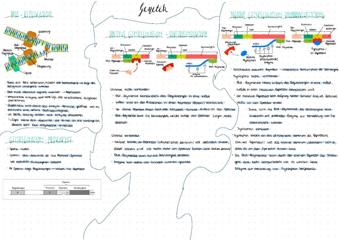 DNA-Replikation + Genregulation