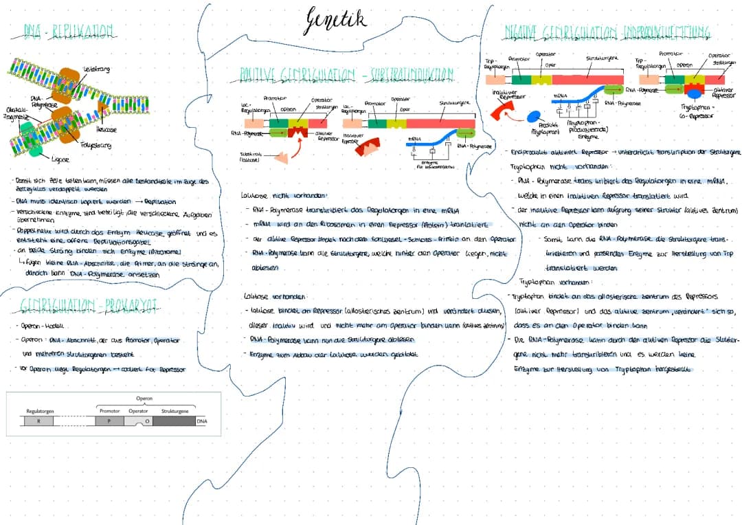 DNA-Replikation + Genregulation