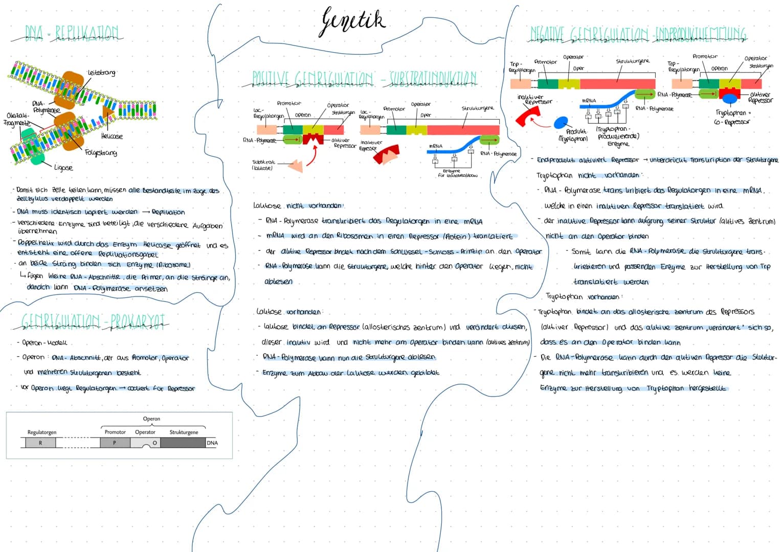 Okazaki-
Fragmente
- REPUKATION
DNA-
Polymerase
0000000000
·Leitstrang
Helicase
Folgestrang
Ligase
- Damit sich Zelle teilen kann, müssen al