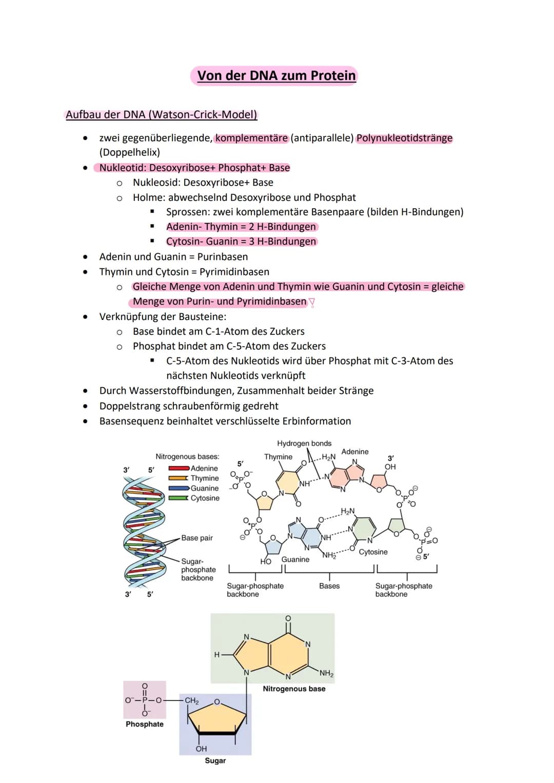 Aufbau der DNA (Watson-Crick-Model)
zwei gegenüberliegende, komplementäre (antiparallele) Polynukleotidstränge
(Doppelhelix)
• Nukleotid: De