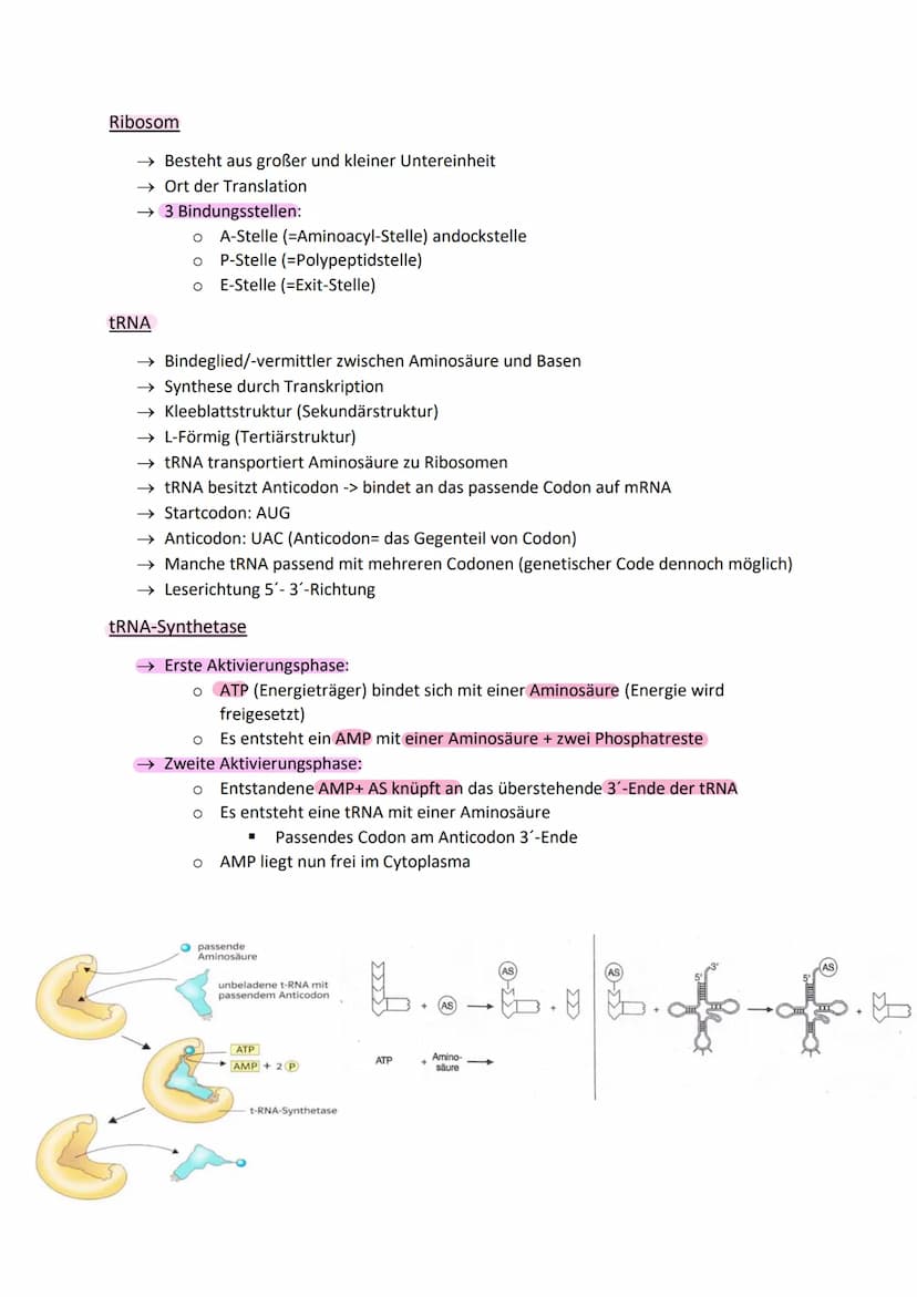 Aufbau der DNA (Watson-Crick-Model)
zwei gegenüberliegende, komplementäre (antiparallele) Polynukleotidstränge
(Doppelhelix)
• Nukleotid: De