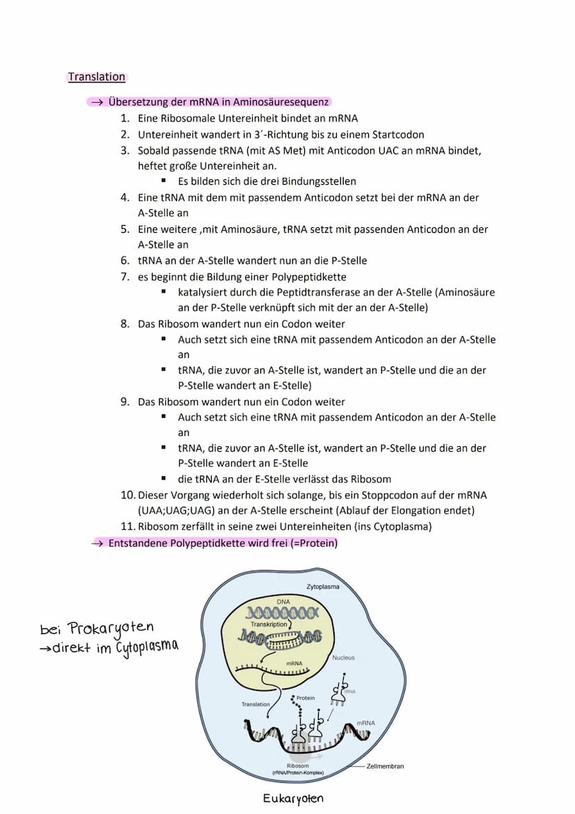 Aufbau der DNA (Watson-Crick-Model)
zwei gegenüberliegende, komplementäre (antiparallele) Polynukleotidstränge
(Doppelhelix)
• Nukleotid: De
