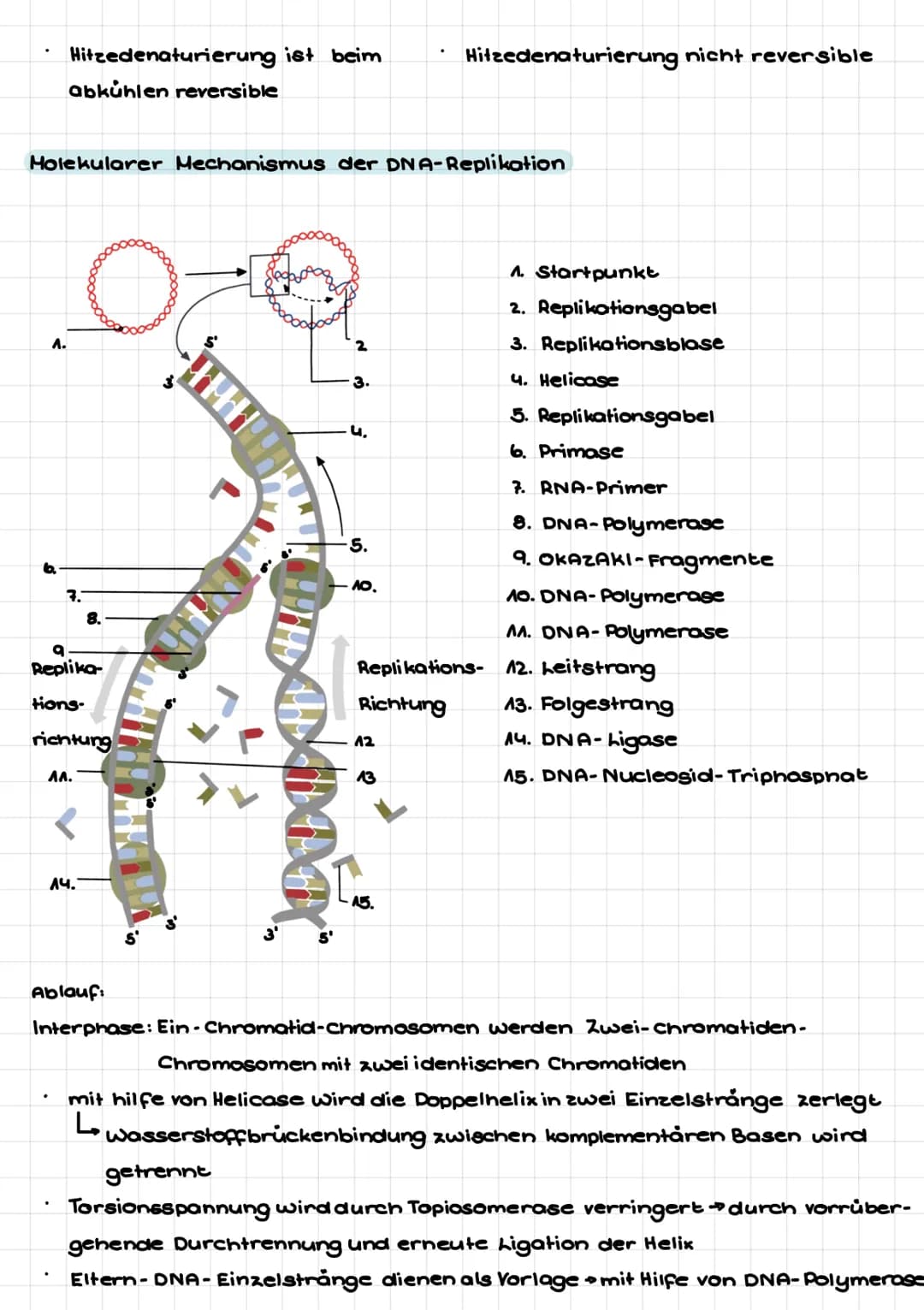 senatu
Def: Teilgebiet der Biologie, welcher sich mit den Gesetzmäßigkeiten der Vererbung
von Merkmalen und mit den grundlegenden Phånomenen