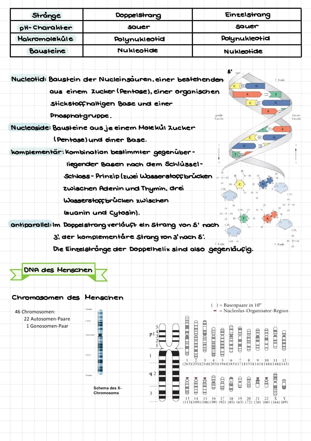 senatu
Def: Teilgebiet der Biologie, welcher sich mit den Gesetzmäßigkeiten der Vererbung
von Merkmalen und mit den grundlegenden Phånomenen