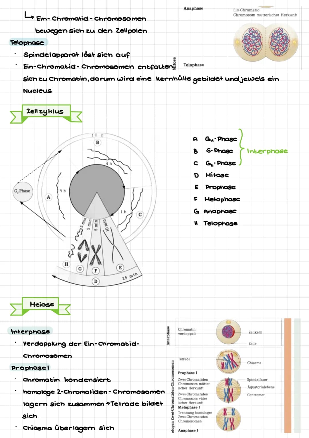 senatu
Def: Teilgebiet der Biologie, welcher sich mit den Gesetzmäßigkeiten der Vererbung
von Merkmalen und mit den grundlegenden Phånomenen