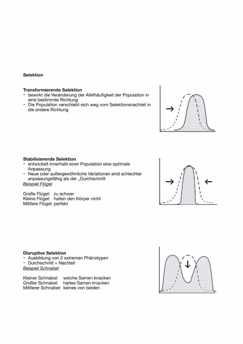 (Entstanden aus dem Grundgedanken Darwins)
Mechanismen der Evolution
Mutation Rekombination Selektion Isolation Gendrift
EVOLUTIONSFAKTOREN
