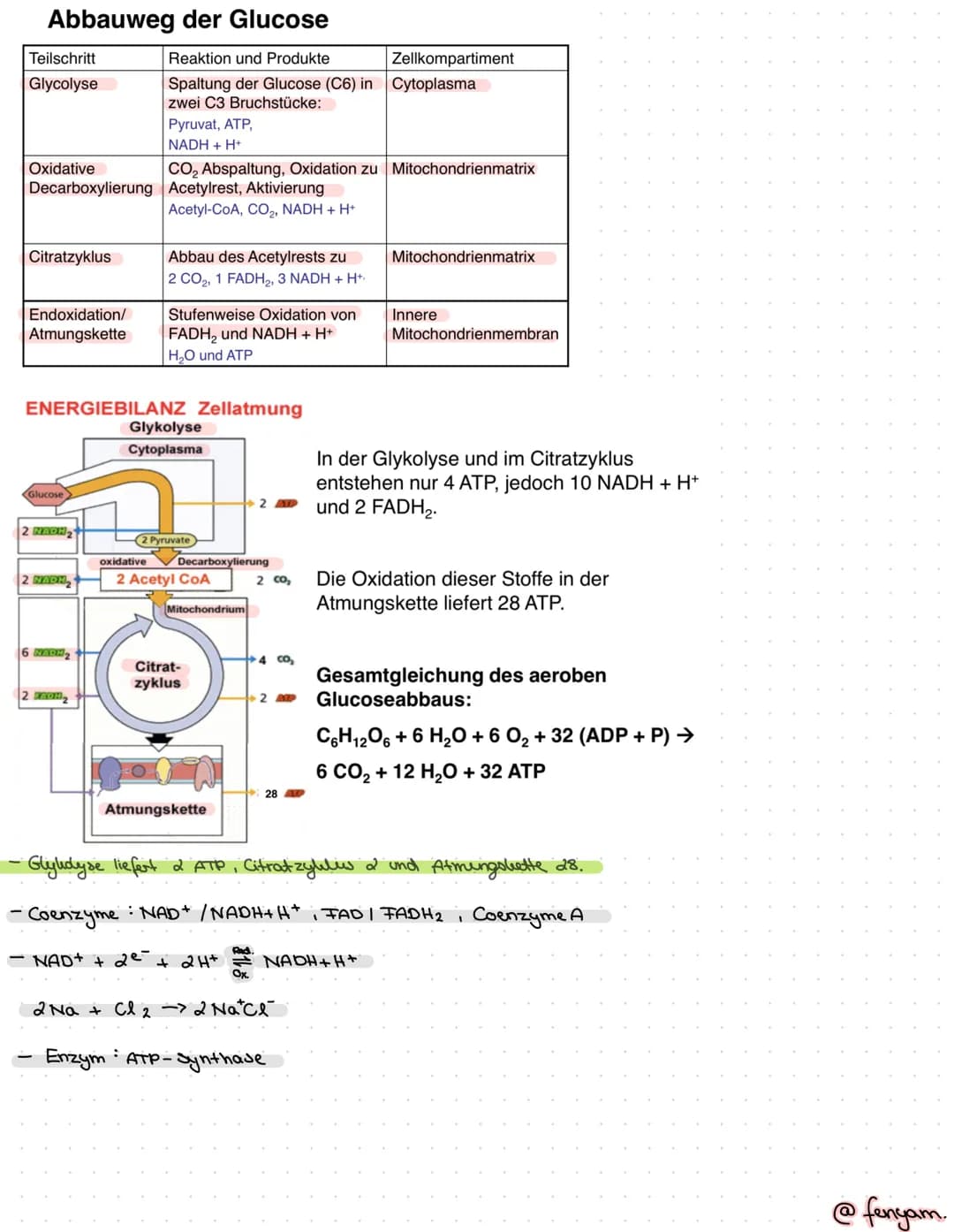 KLAUSUR STOFFWECHSEL 01/03/2022
ein Zellorganell
•Aufgabe ist Energie produktion für Zelle.
L> man
findet dort in Innenmembran wichtige
Marr