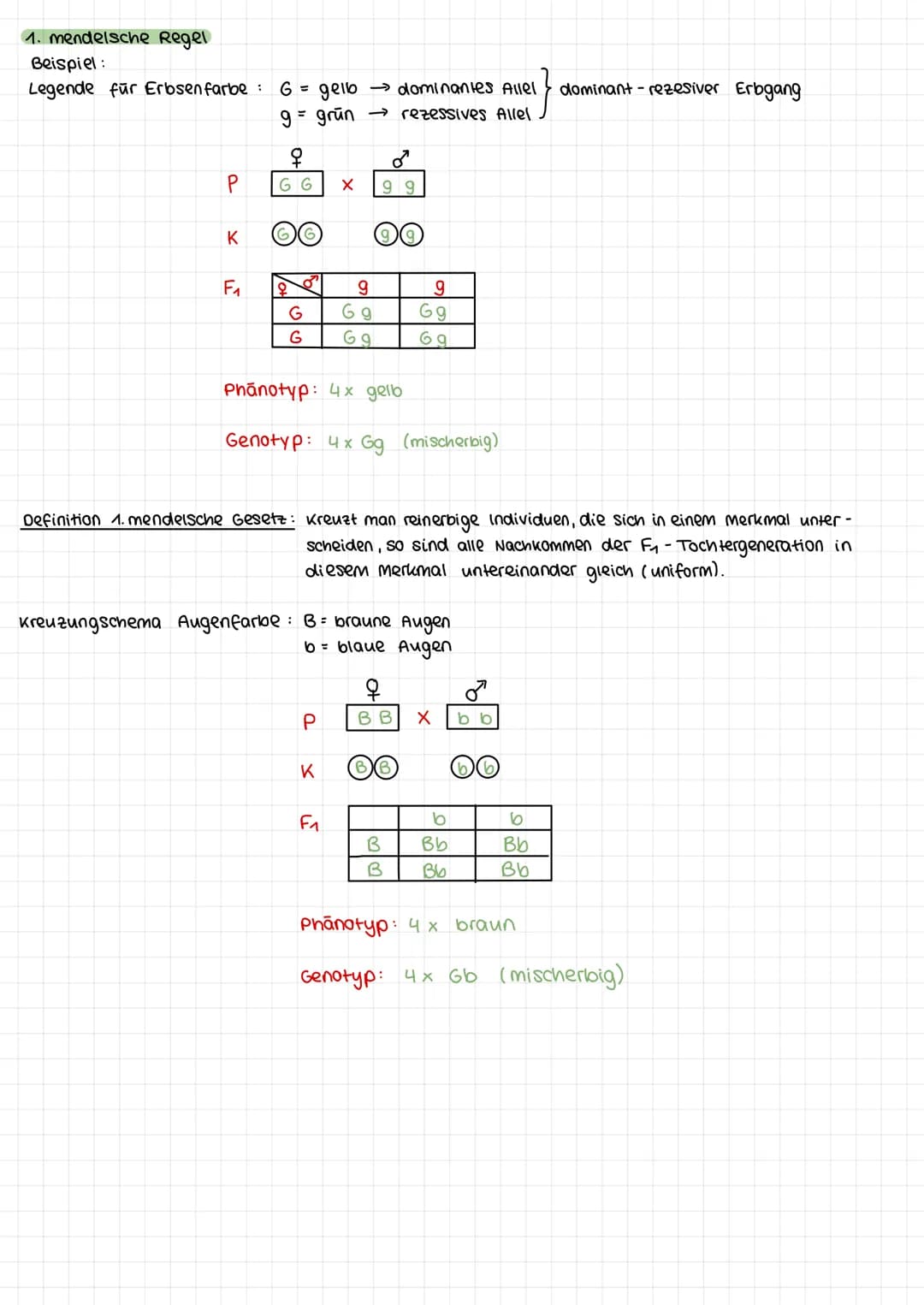 1. mendelsche Regel
Beispiel:
Legende für Erbsenfarbe:
P
K
F₁
G = gelb → dominantes Allel
9 = grün → rezessives Allel
q
G G
66
G
G
X
P
9
G g