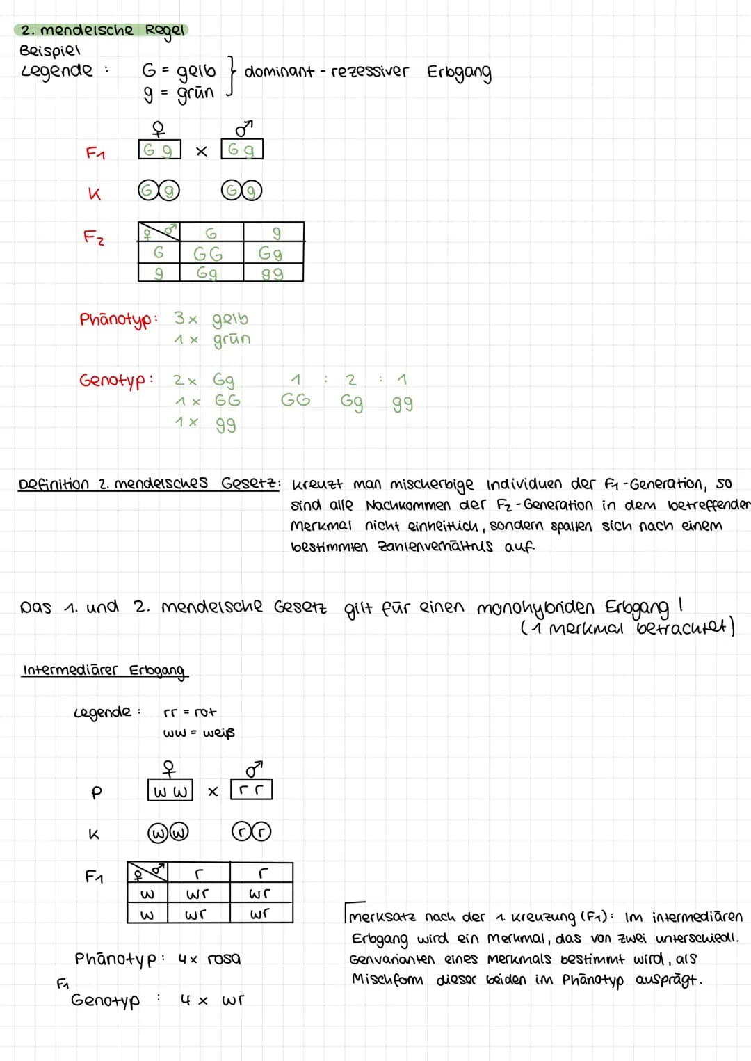 1. mendelsche Regel
Beispiel:
Legende für Erbsenfarbe:
P
K
F₁
G = gelb → dominantes Allel
9 = grün → rezessives Allel
q
G G
66
G
G
X
P
9
G g