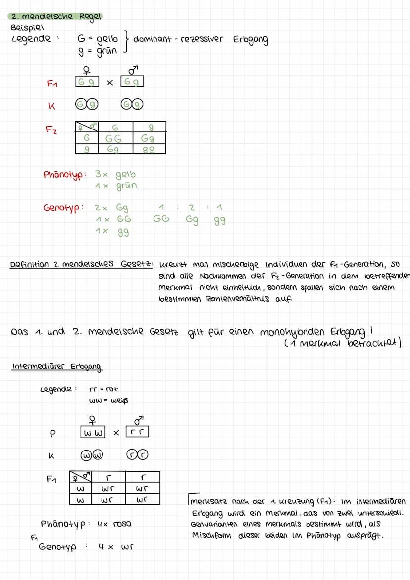 1. mendelsche Regel
Beispiel:
Legende für Erbsenfarbe:
P
K
F₁
G = gelb → dominantes Allel
9 = grün → rezessives Allel
q
G G
66
G
G
X
P
9
G g