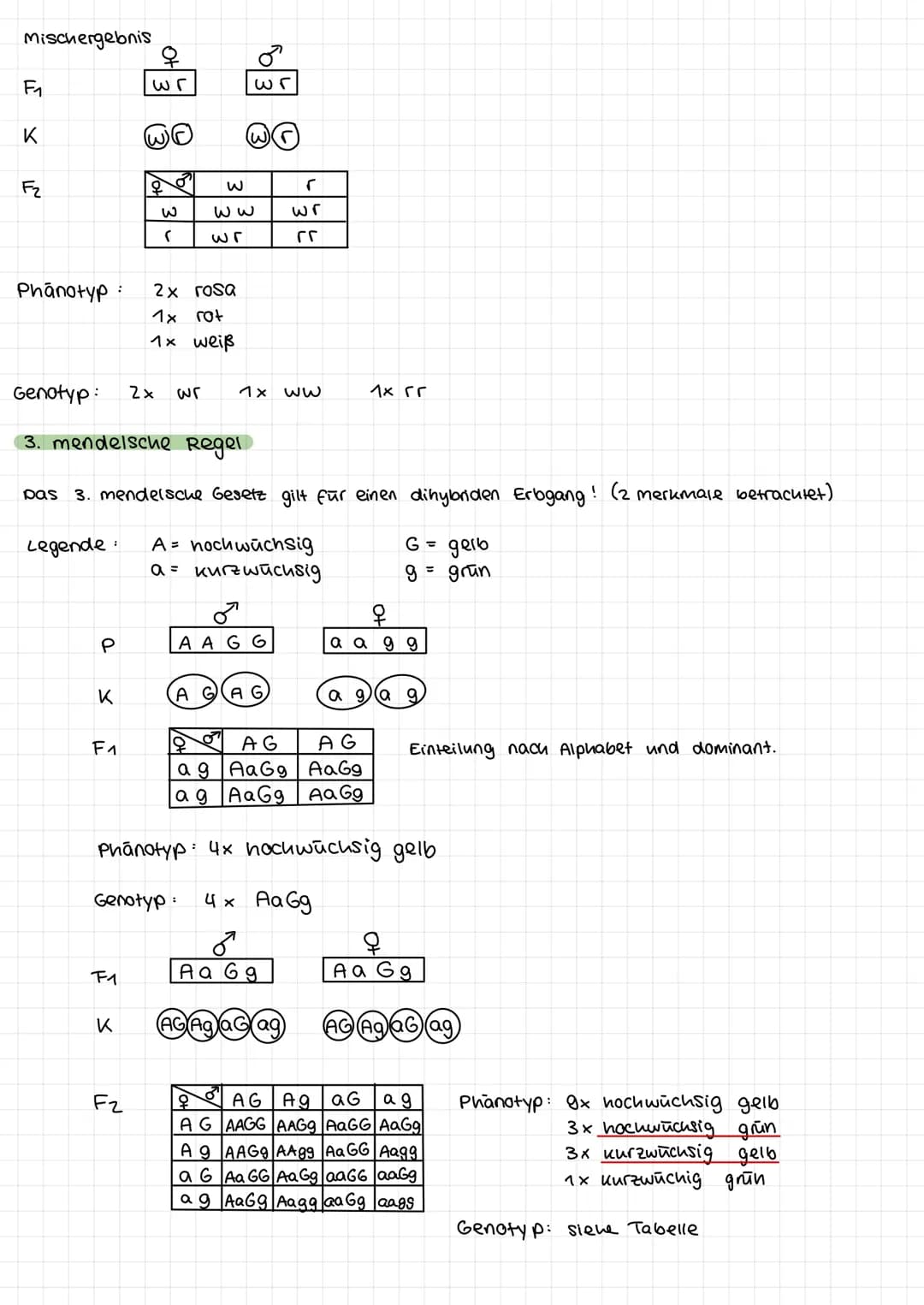 1. mendelsche Regel
Beispiel:
Legende für Erbsenfarbe:
P
K
F₁
G = gelb → dominantes Allel
9 = grün → rezessives Allel
q
G G
66
G
G
X
P
9
G g