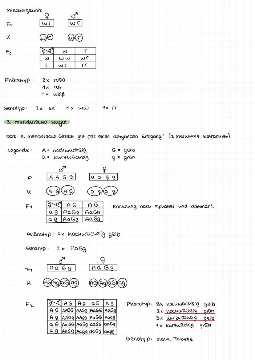 1. mendelsche Regel
Beispiel:
Legende für Erbsenfarbe:
P
K
F₁
G = gelb → dominantes Allel
9 = grün → rezessives Allel
q
G G
66
G
G
X
P
9
G g