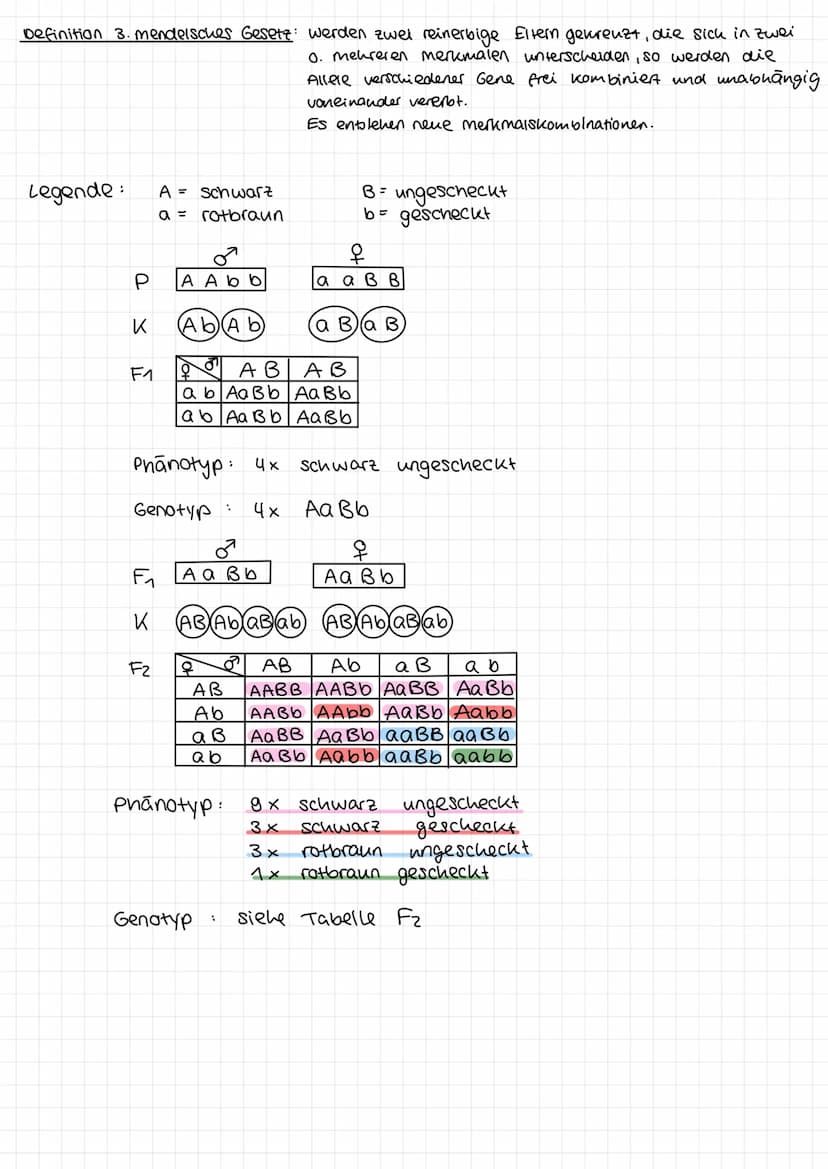 1. mendelsche Regel
Beispiel:
Legende für Erbsenfarbe:
P
K
F₁
G = gelb → dominantes Allel
9 = grün → rezessives Allel
q
G G
66
G
G
X
P
9
G g