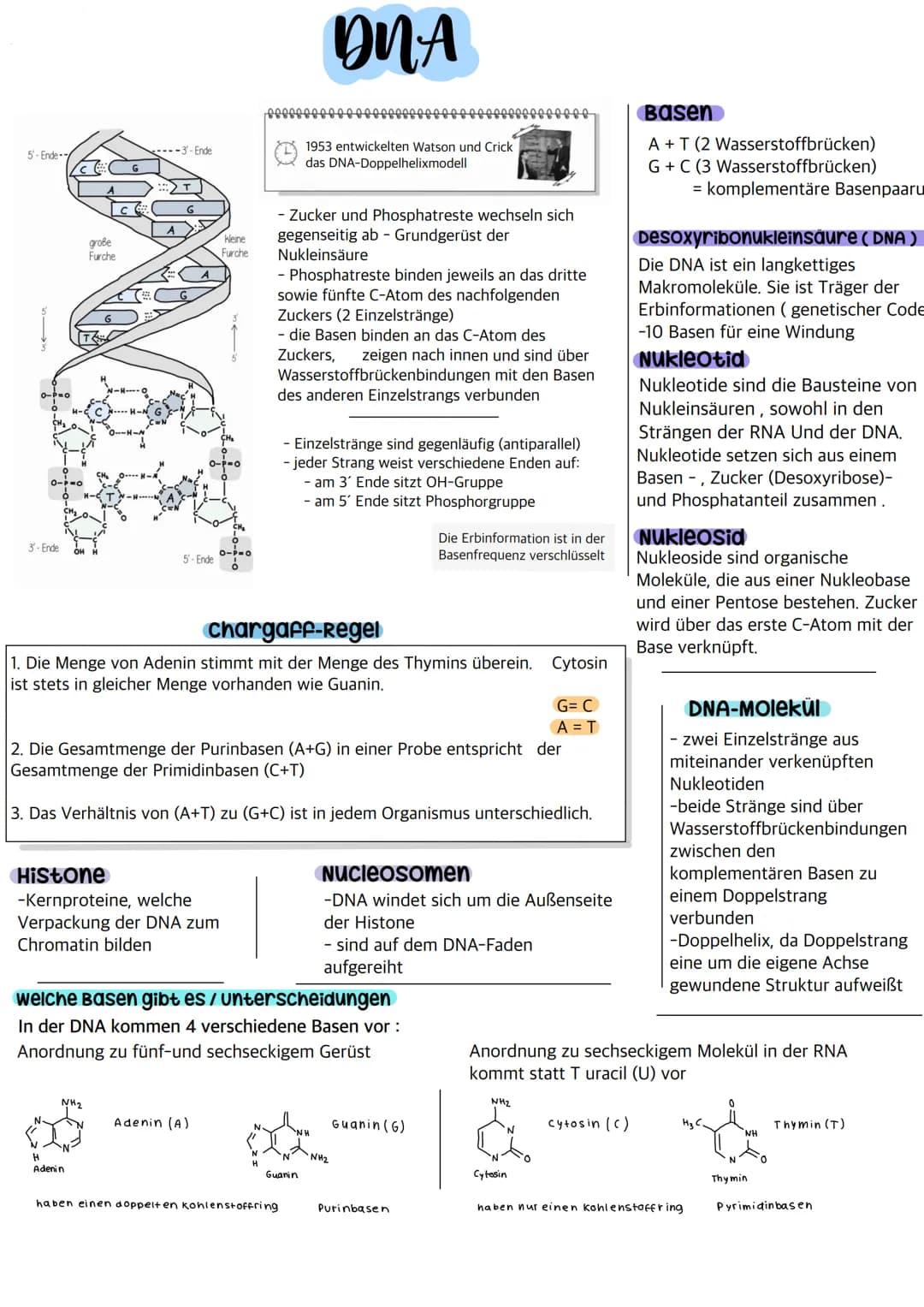 5-Ende-/
3'-Ende
Ⓒ
große
Furche
C
---3-Ende
NH₂
H
Adenin
5-Ende
Histone
-Kernproteine, welche
Verpackung der DNA zum
Chromatin bilden
kleine
